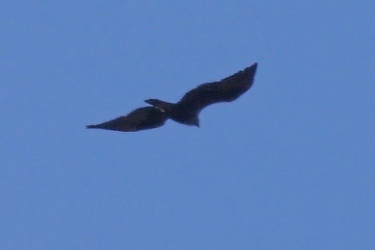 сар/бүргэд - ML644243816