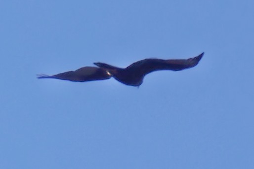 сар/бүргэд - ML644243818