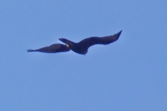 сар/бүргэд - ML644243819