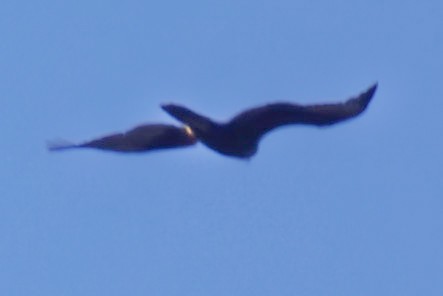 сар/бүргэд - ML644243820