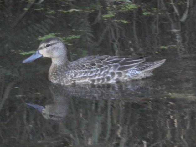 Blue-winged Teal - ML644243821