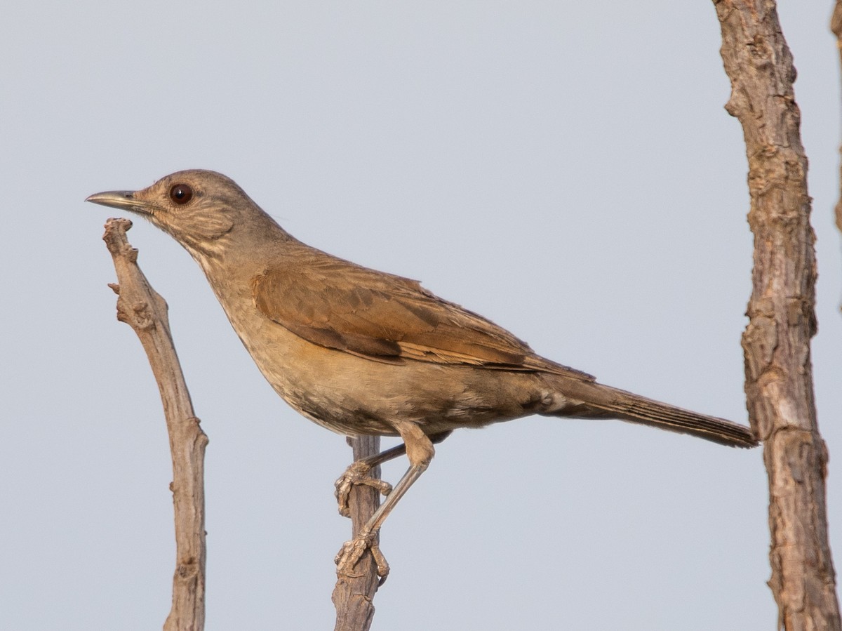 Pale-breasted Thrush - ML644243822