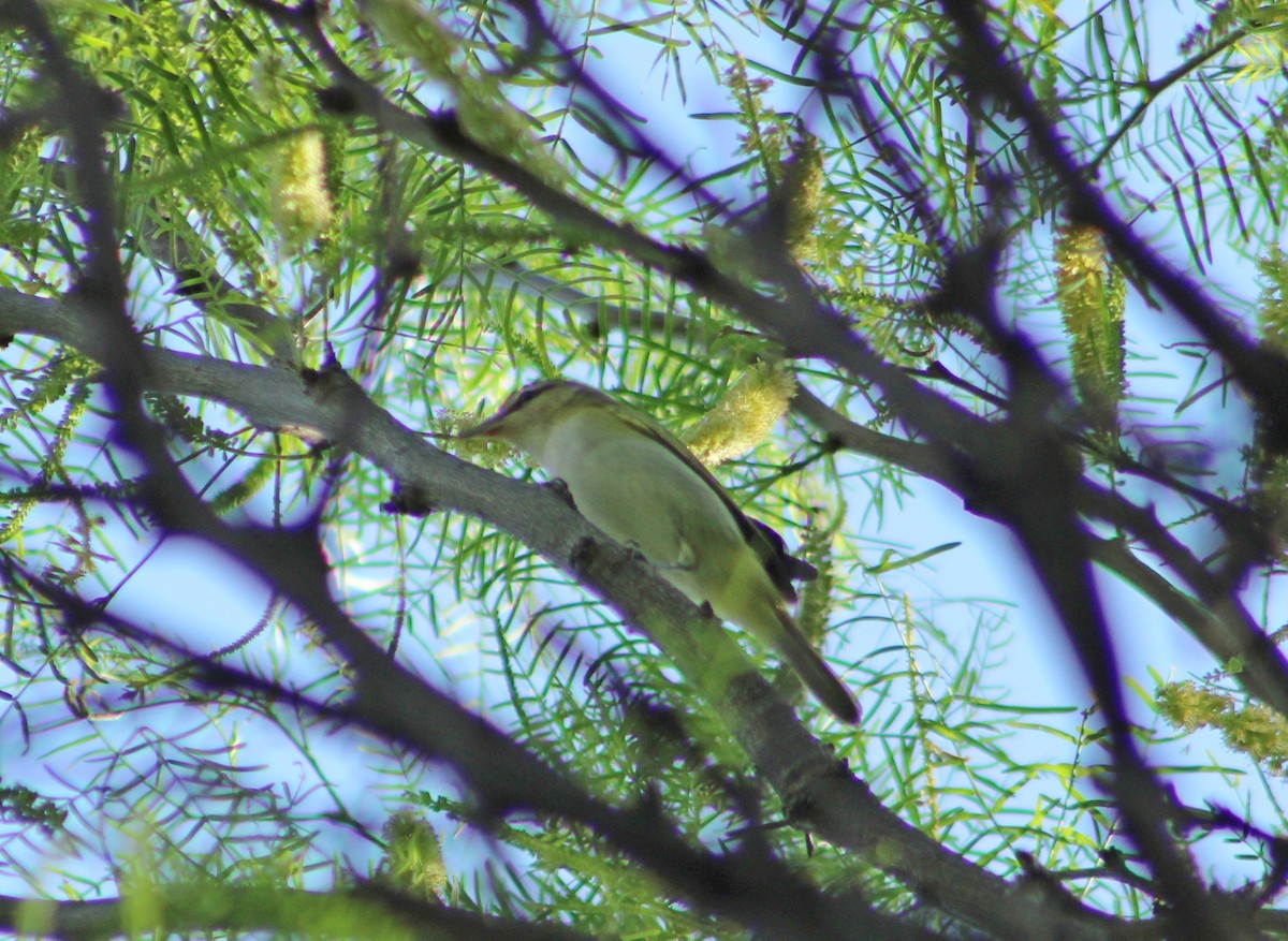 Chivi Vireo - ML644243823