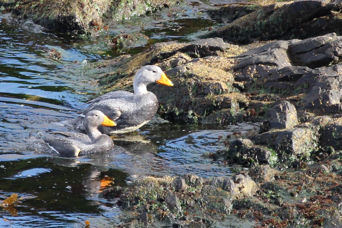 オオフナガモ - ML644243824