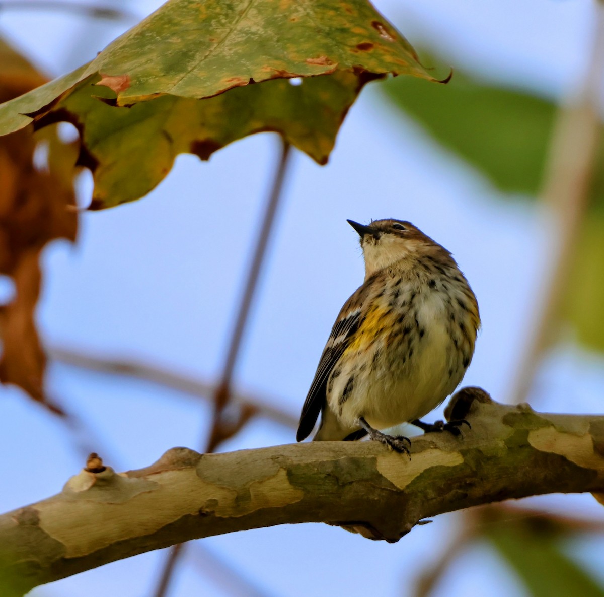 סבכון הכתר - ML644243825