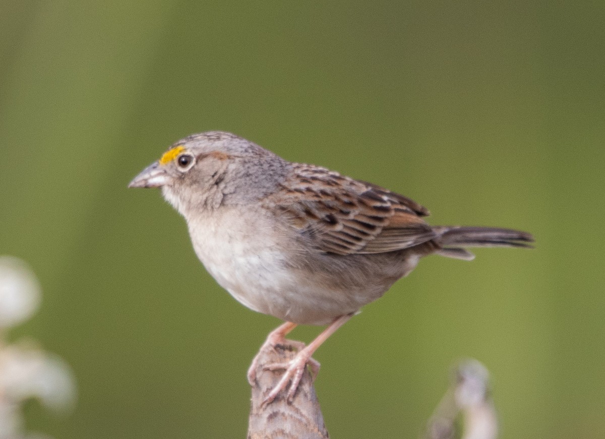 Wachtelammer - ML644243828