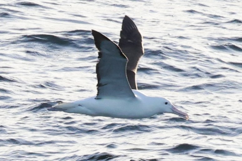 Albatros de Sanford - ML644243831