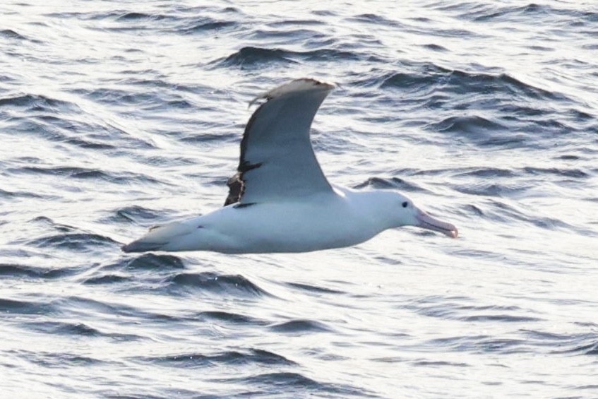 Albatros de Sanford - ML644243832