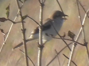 Northern Shrike - ML644243834