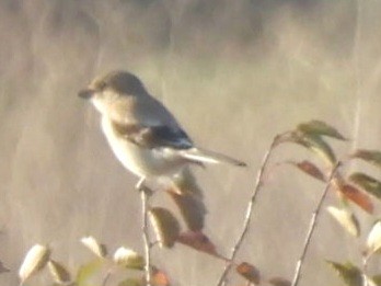 Northern Shrike - ML644243835