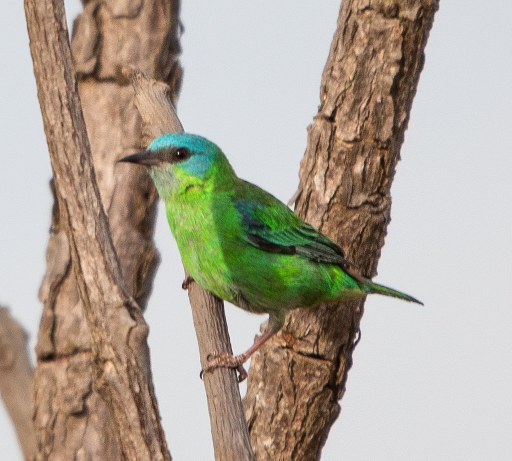 Blue Dacnis - ML644243838