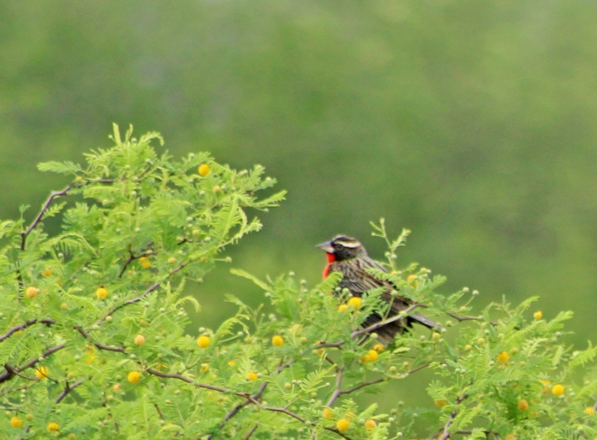 White-browed Meadowlark - ML644243840