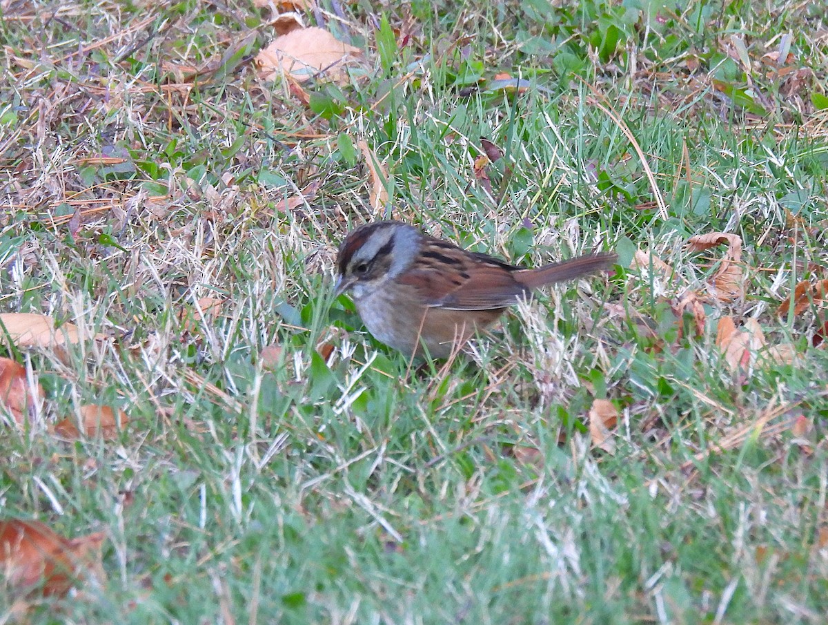 Swamp Sparrow - ML644243865