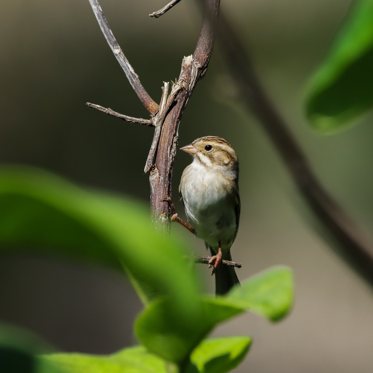 Clay-colored Sparrow - ML644243875