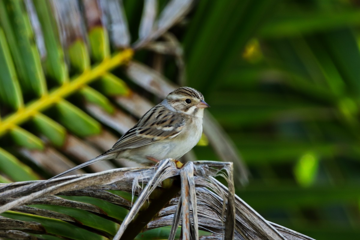Clay-colored Sparrow - ML644243876