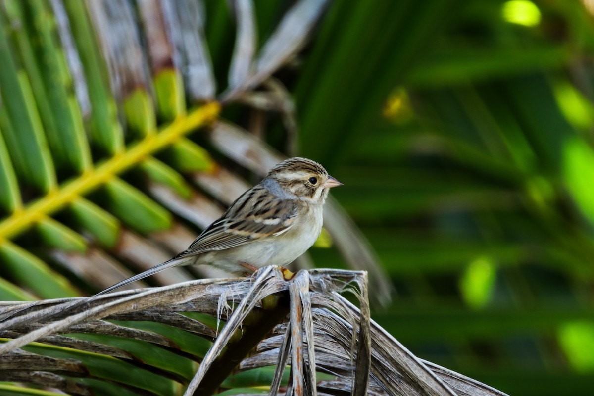Clay-colored Sparrow - ML644243877