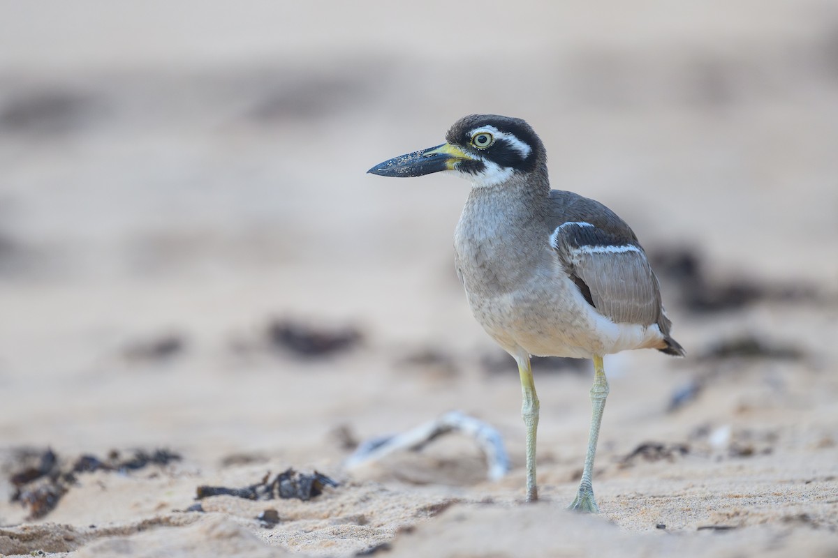 ハシブトオオイシチドリ - ML644243880