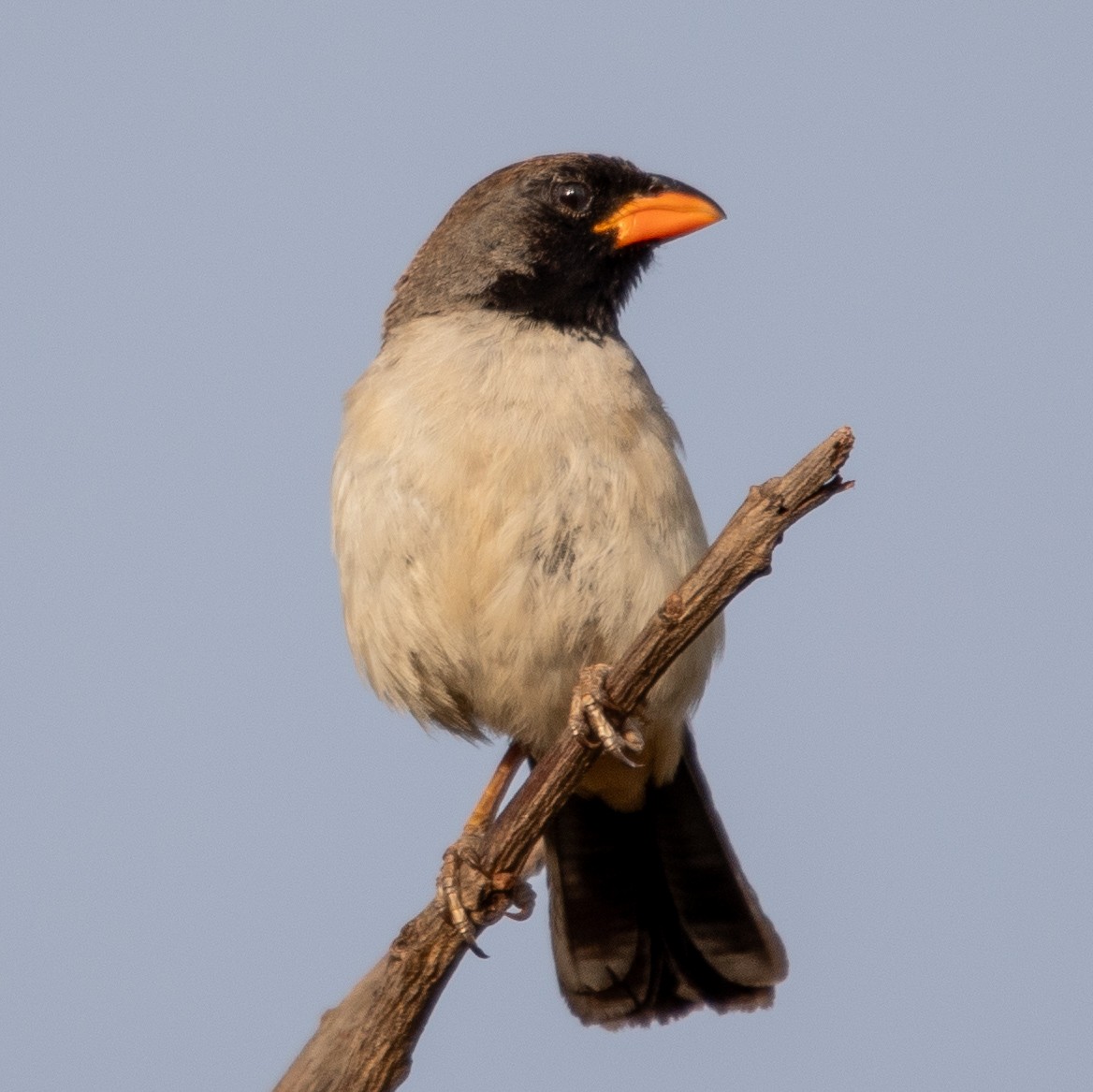 Black-throated Saltator - ML644243881