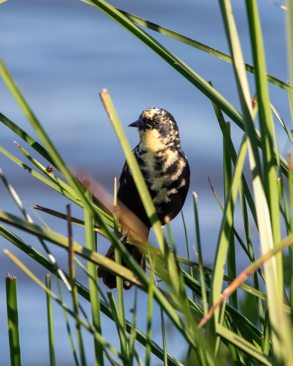 gulvingetrupial - ML644243890