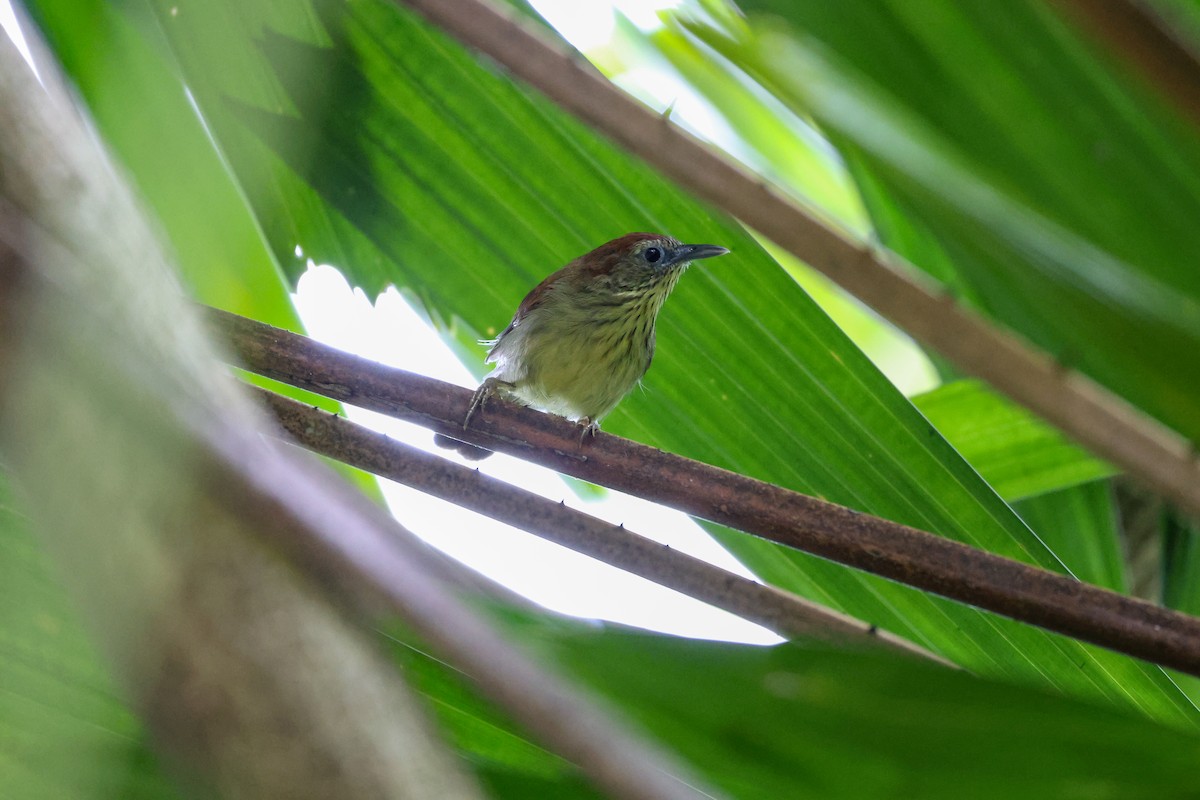 Pin-striped Tit-Babbler - ML644243893
