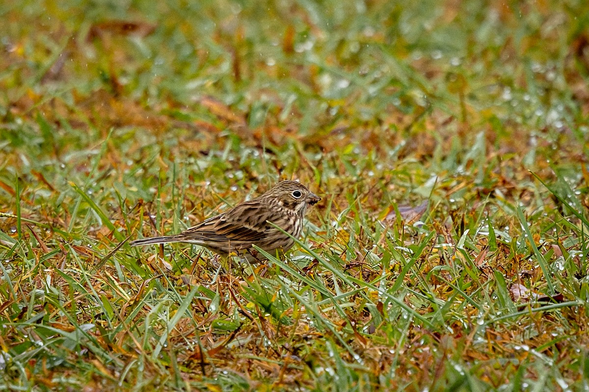 Abendammer - ML644243896