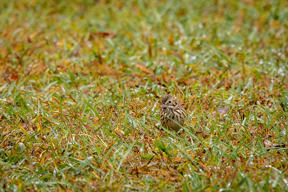 Abendammer - ML644243897