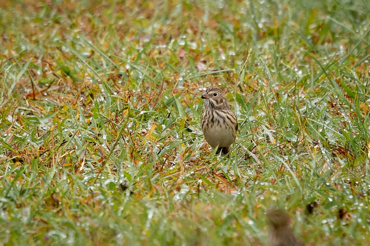 Abendammer - ML644243898