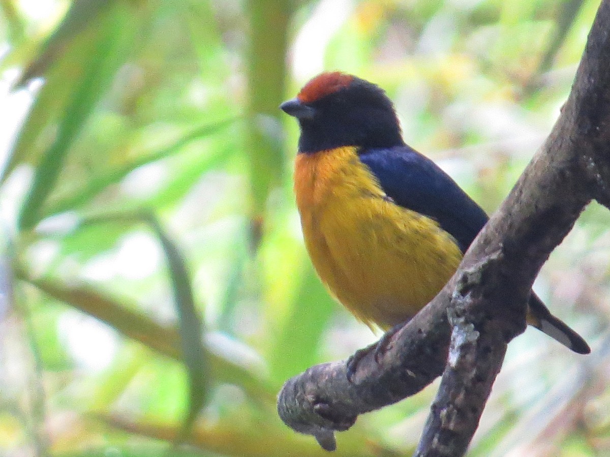 libohlásek zlatobřichý - ML644243914