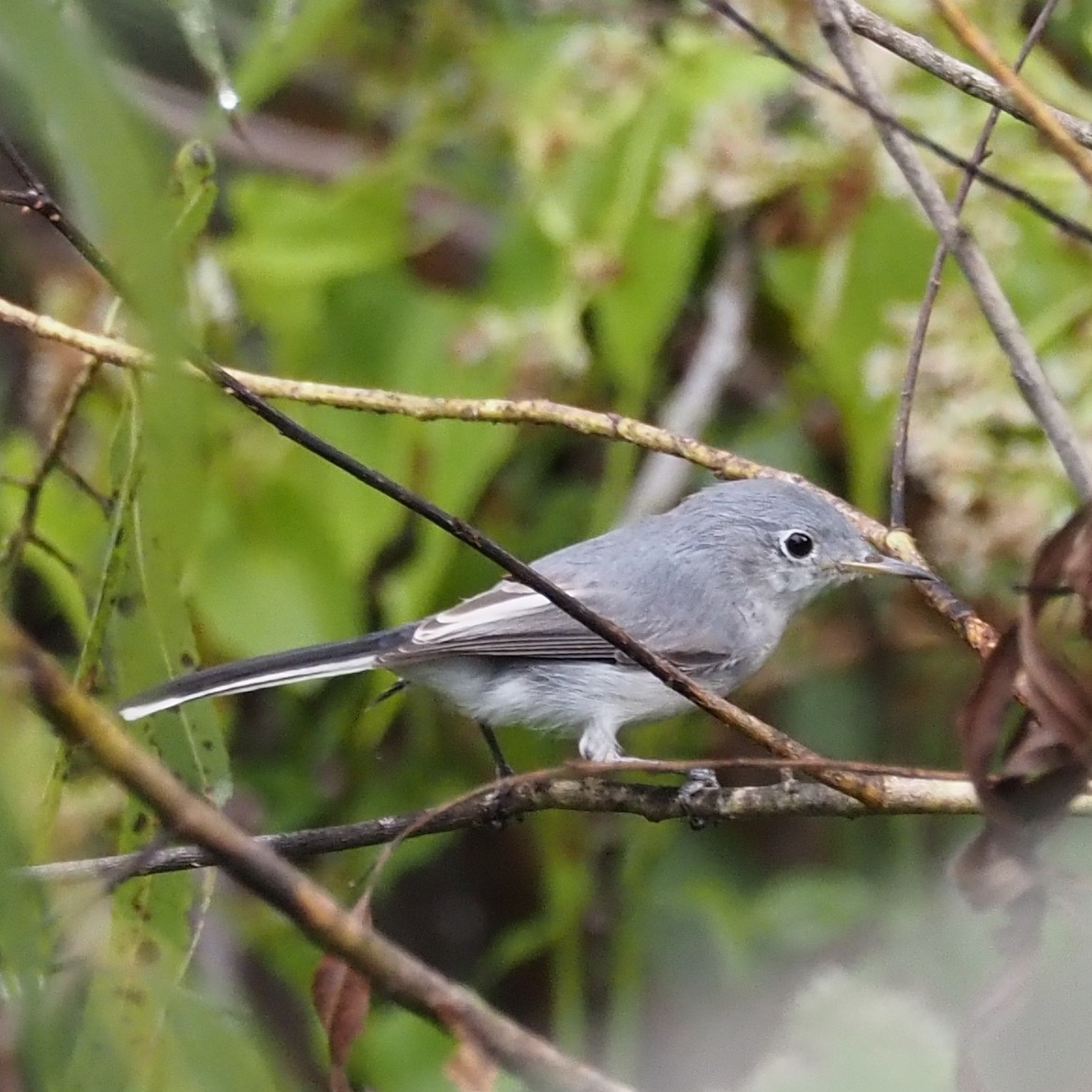 Blue-gray Gnatcatcher - ML644243919