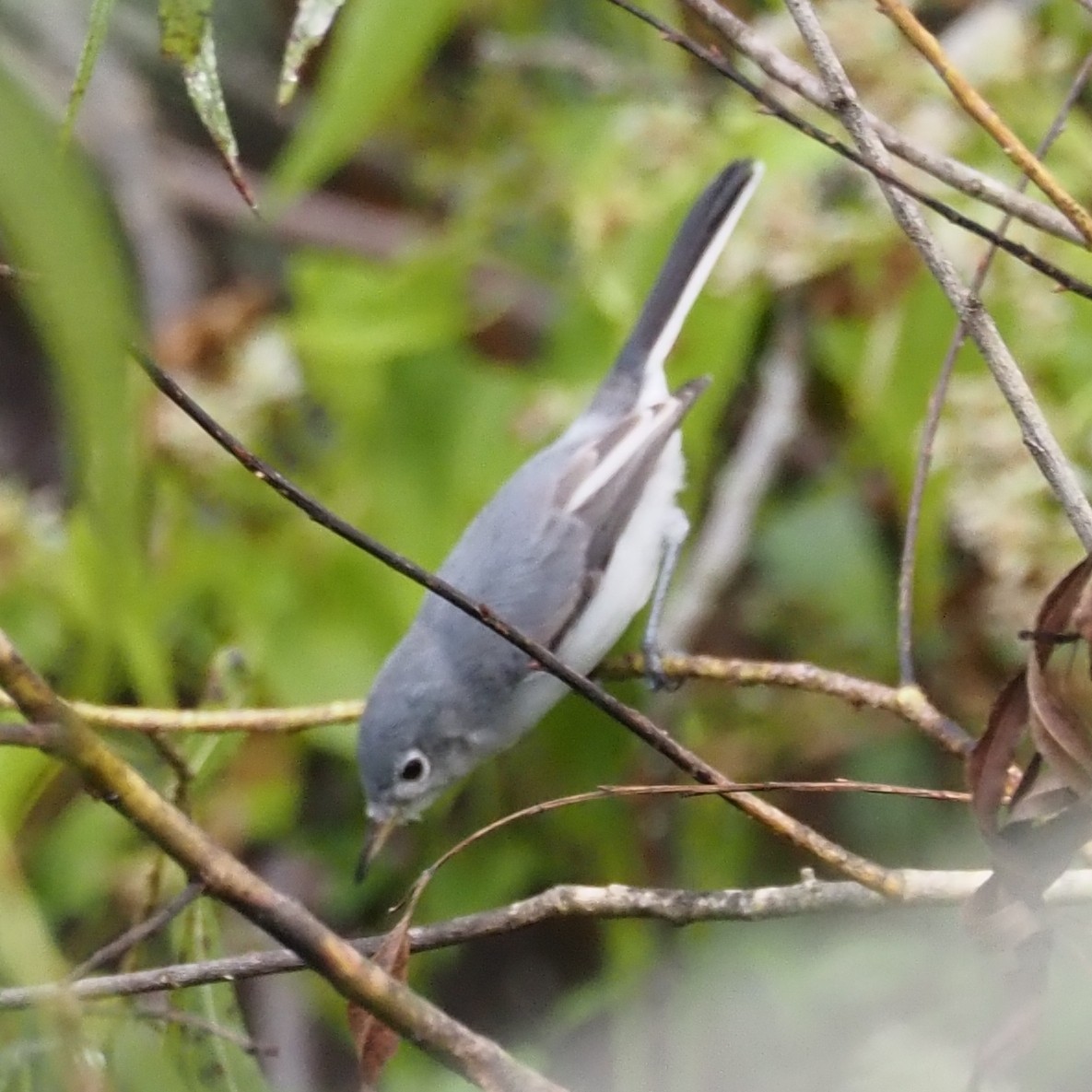 Blue-gray Gnatcatcher - ML644243920
