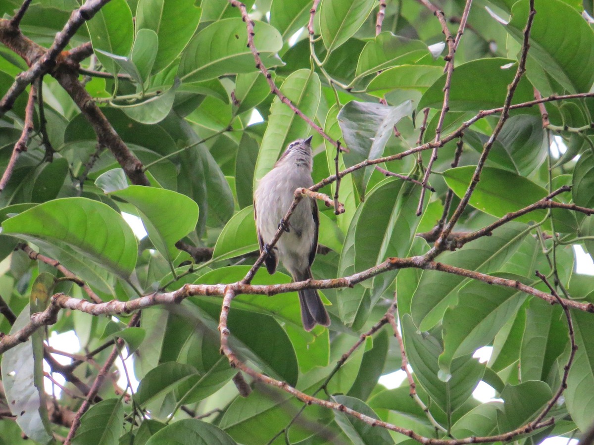 Venezuelan Tyrannulet - ML644243924