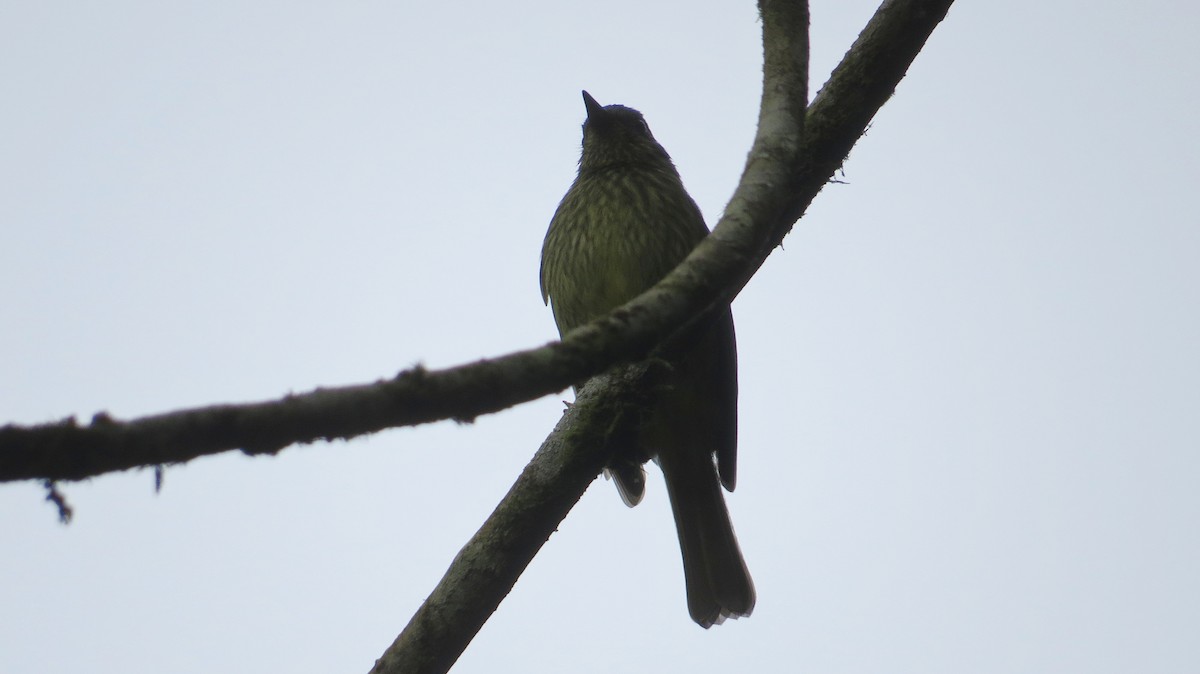 Olive-striped Flycatcher - ML644243931