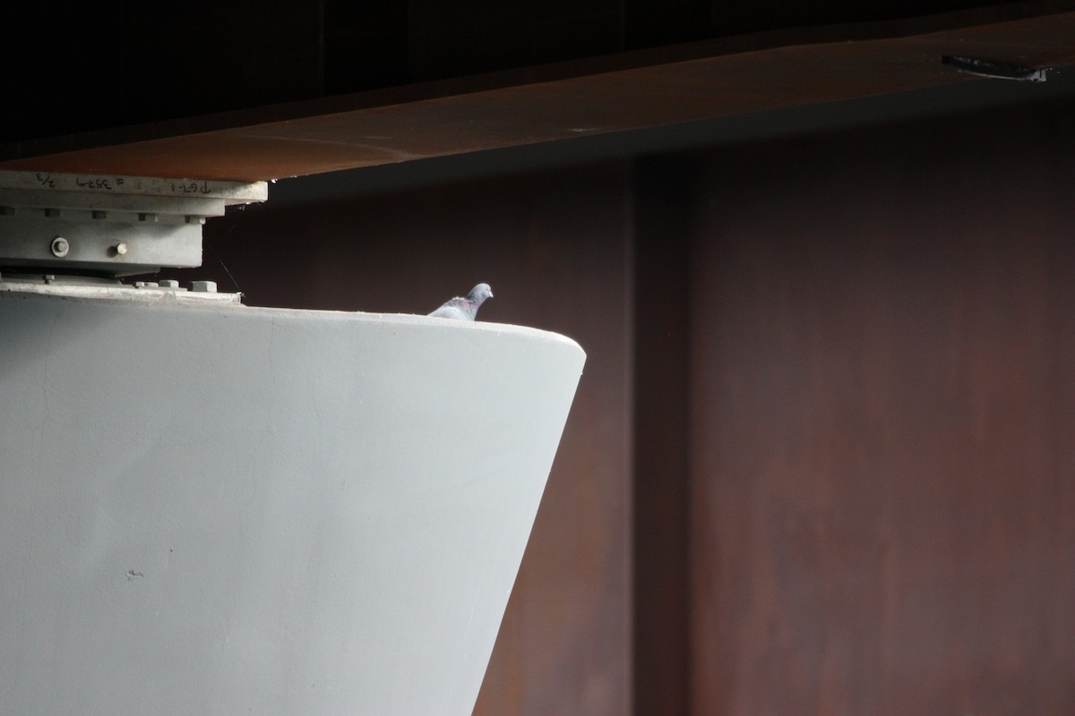 Piccione domestico - ML644243948