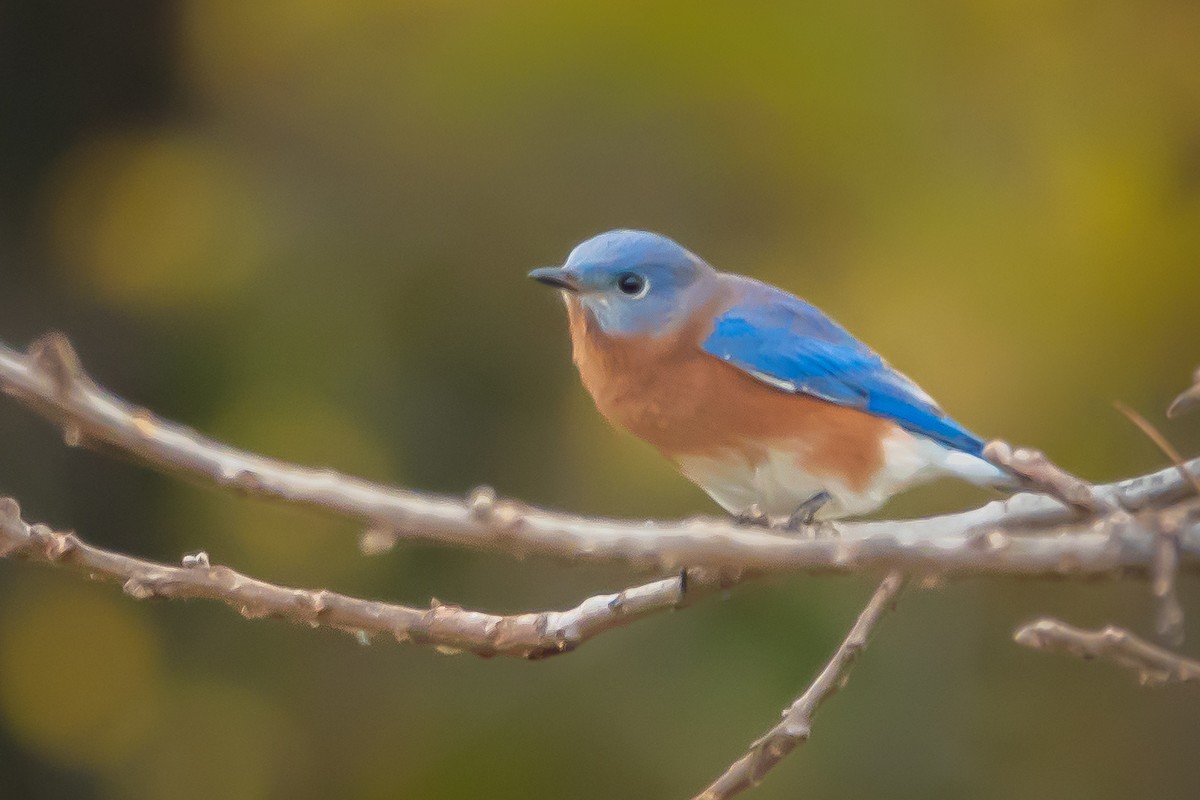 Azulejo Oriental - ML644243951