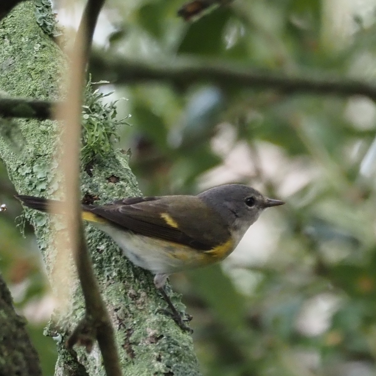 American Redstart - ML644243952
