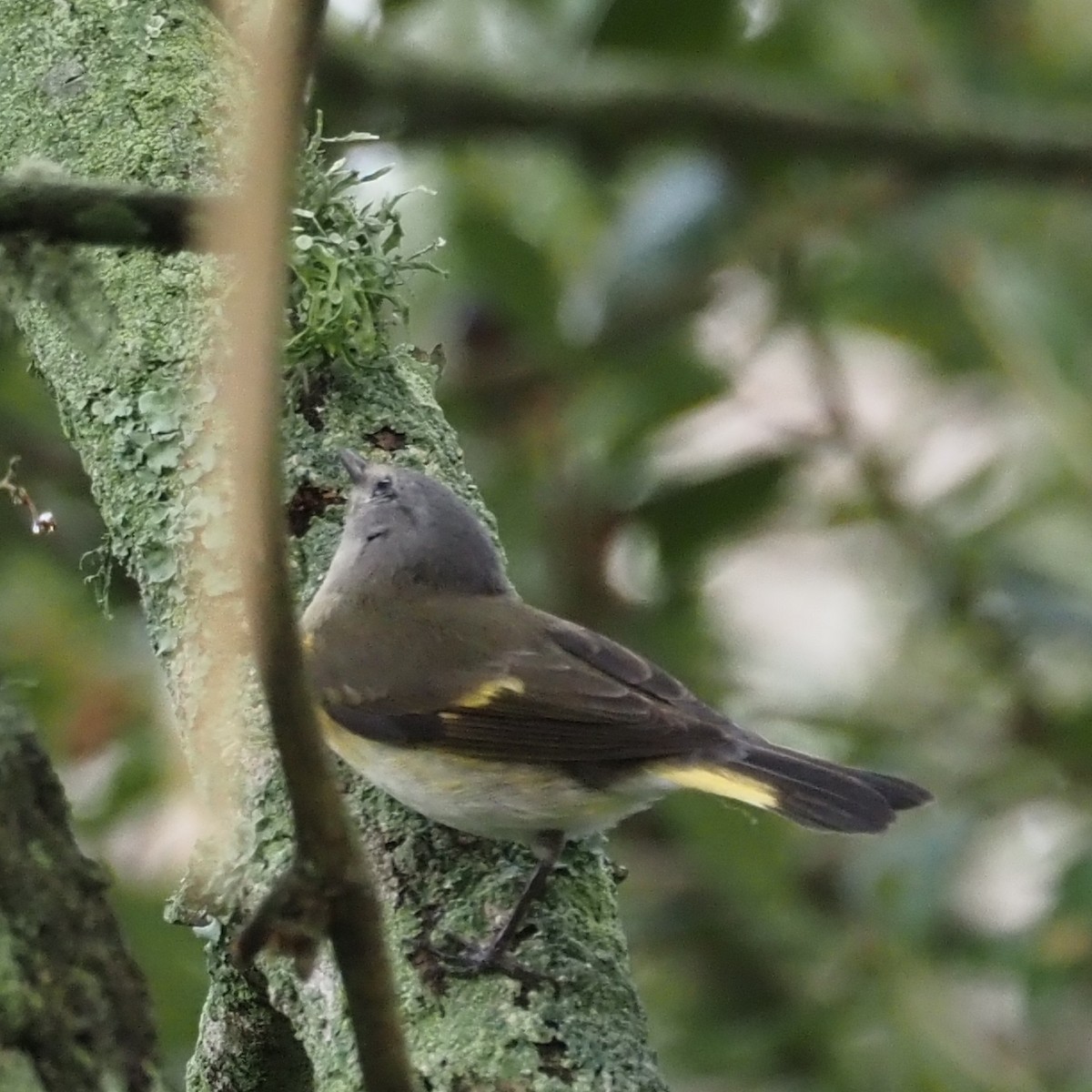 American Redstart - ML644243954