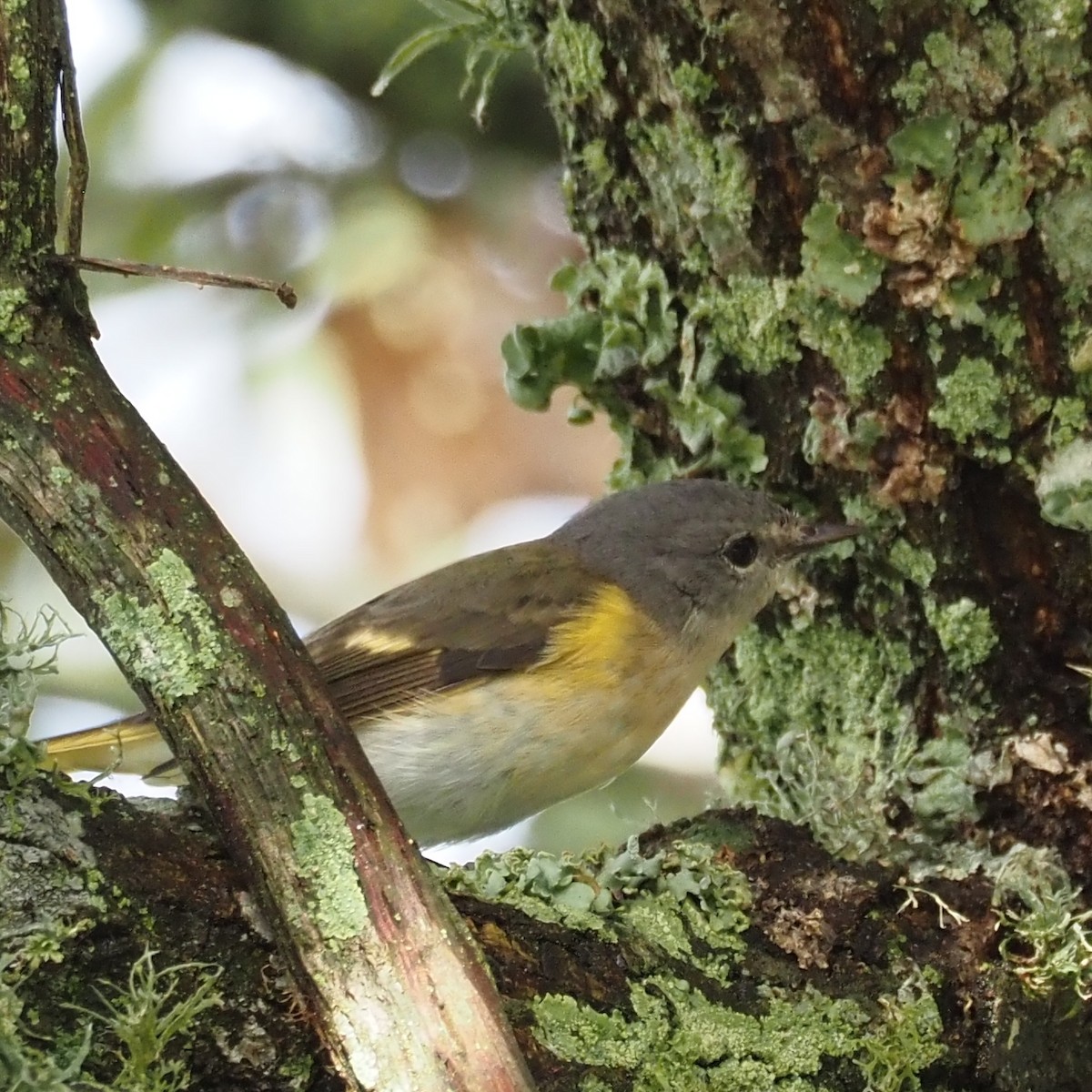 American Redstart - ML644243956