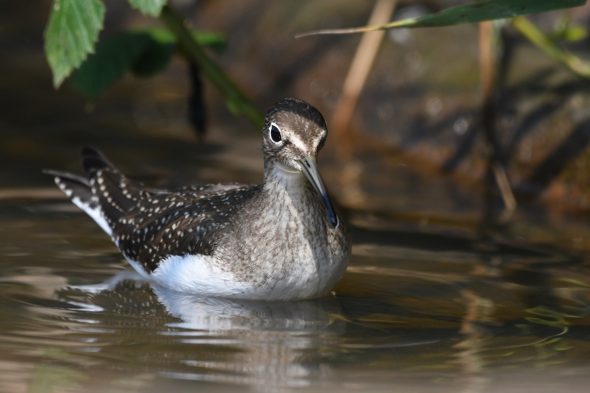 Solitary Sandpiper - ML644243974