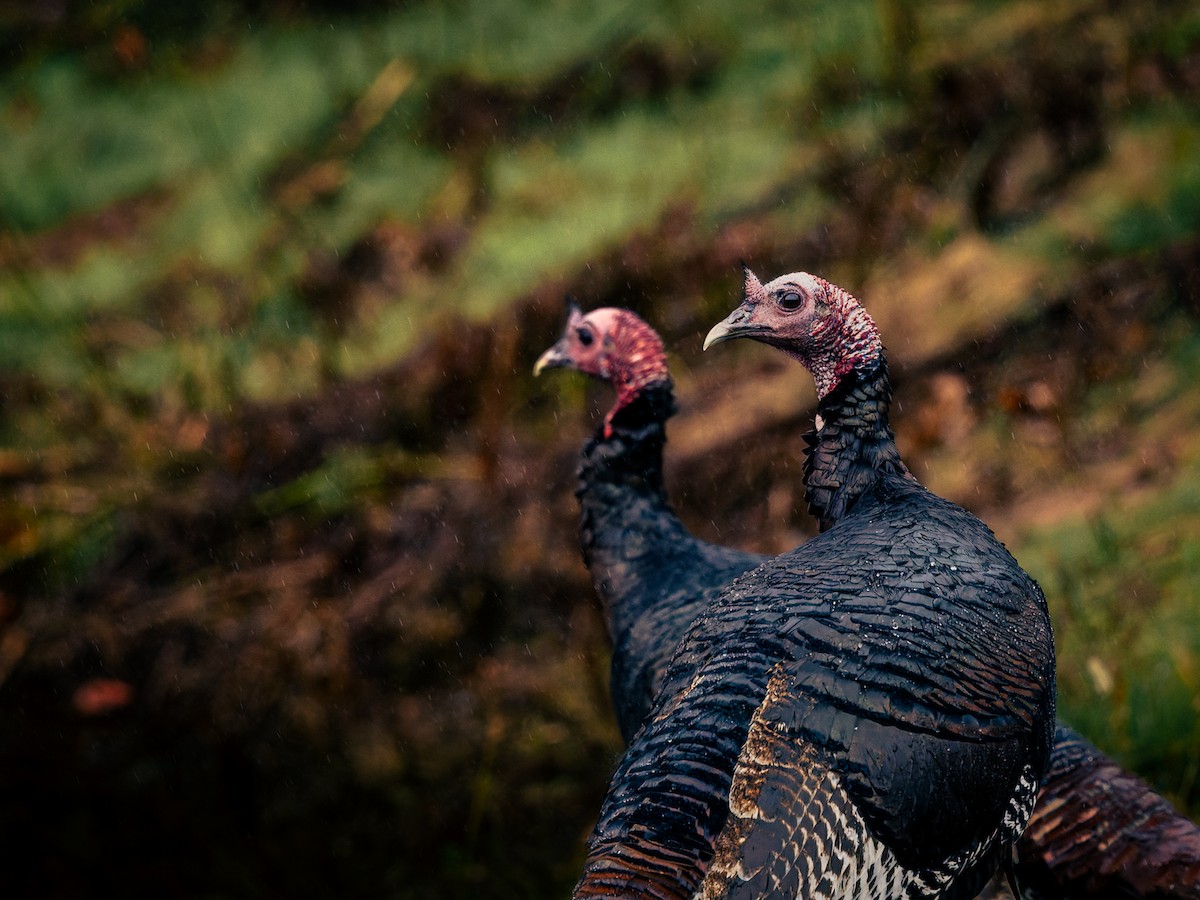 Truthuhn - ML644243977