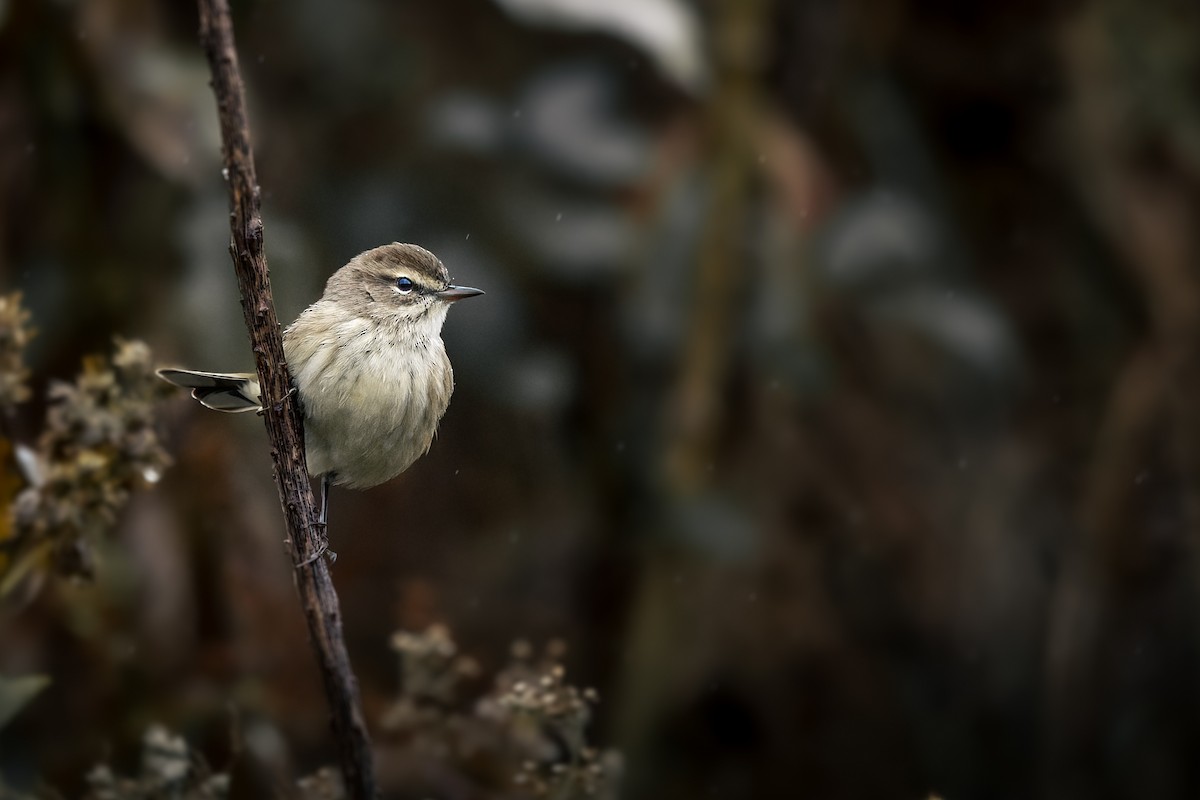 Palmenwaldsänger (palmarum) - ML644243985