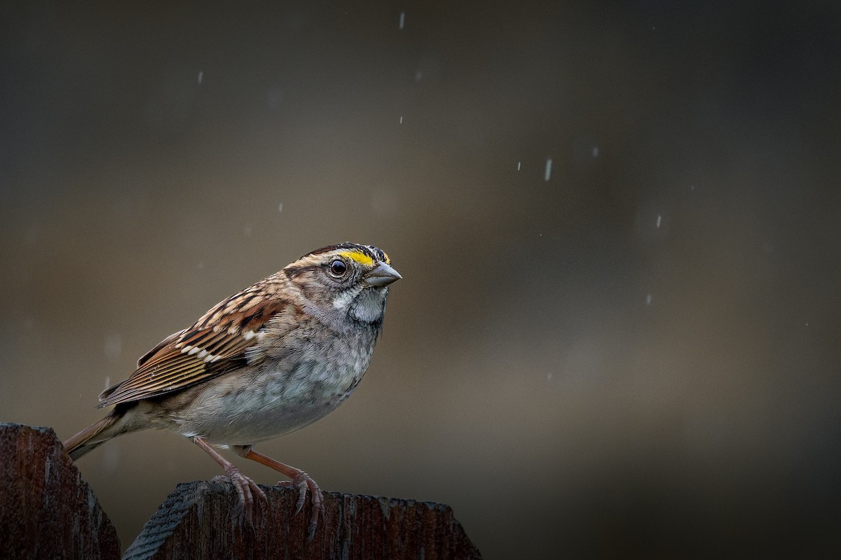 Weißkehlammer - ML644243990