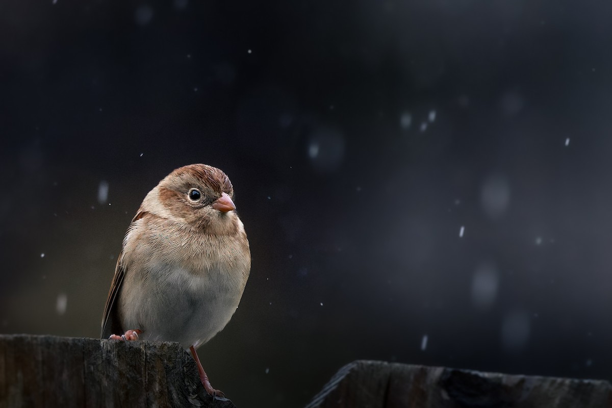 Klapperammer - ML644243993