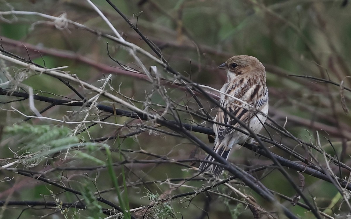 シベリアジュリン - ML644244000