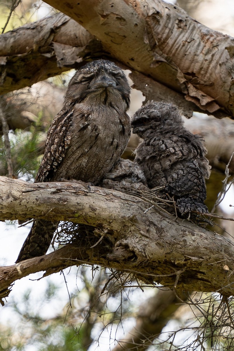 Tawny Frogmouth - ML644244011
