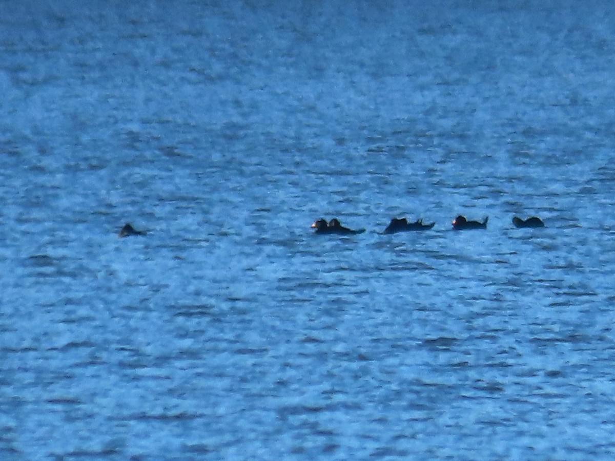 Black Scoter - ML644244021