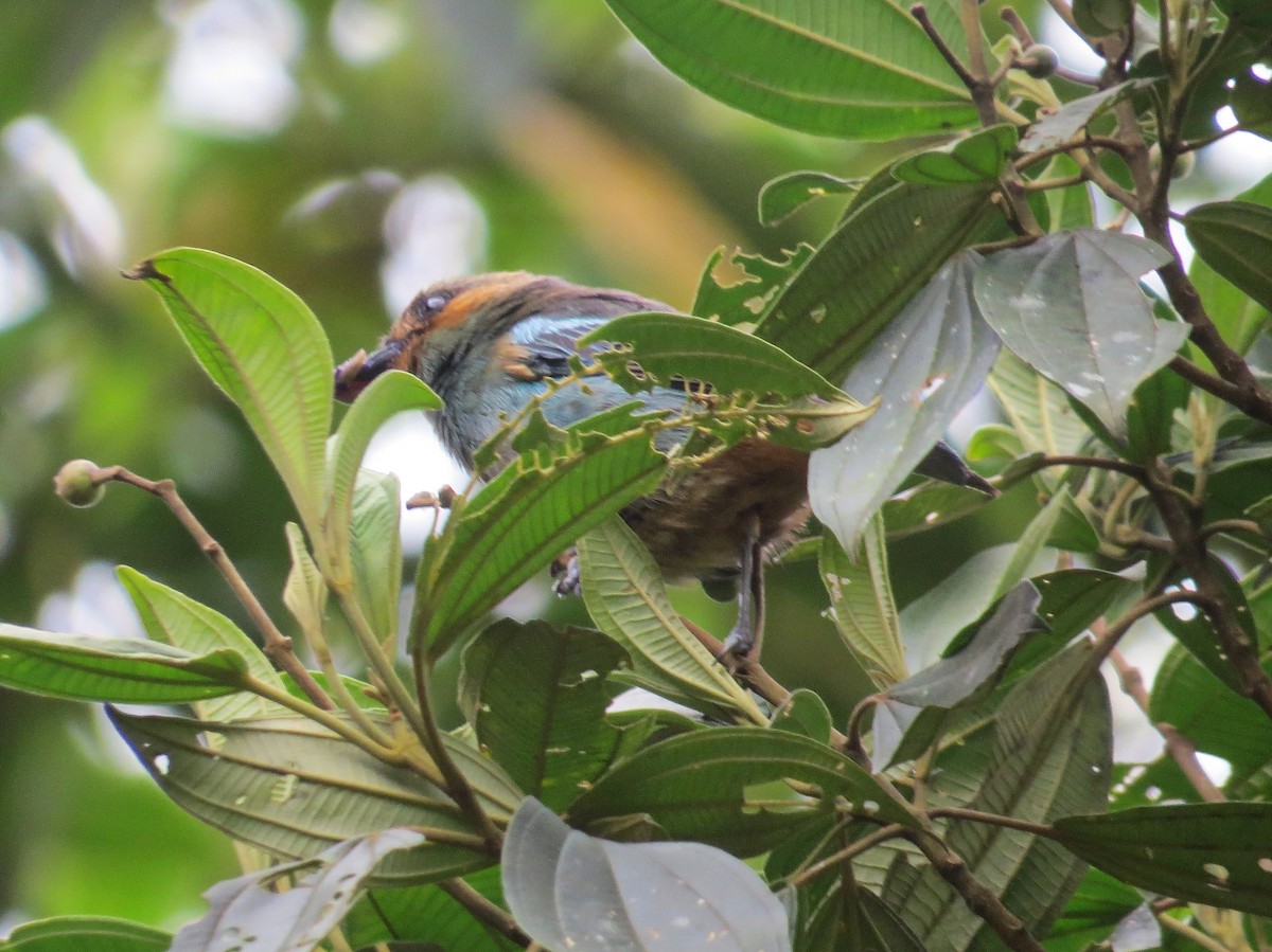 Rufous-cheeked Tanager - ML644244022