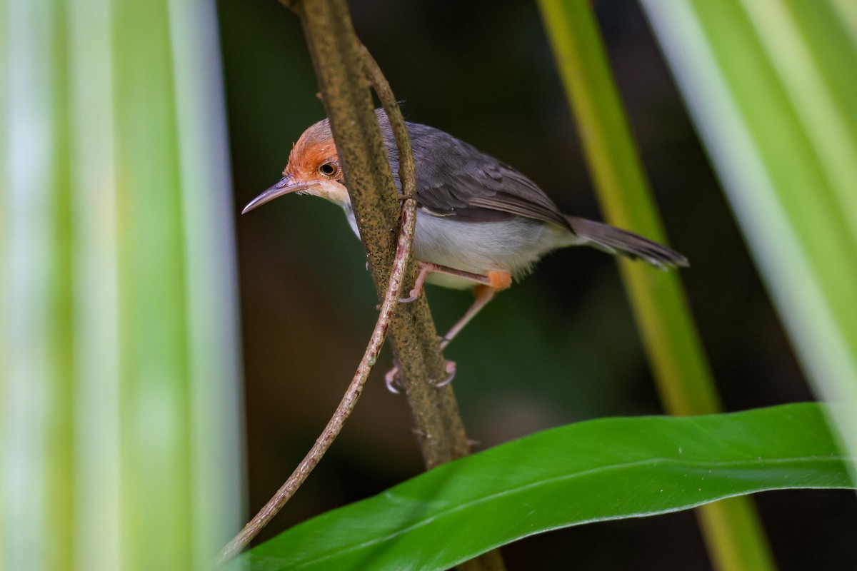 Ashy Tailorbird - ML644244028