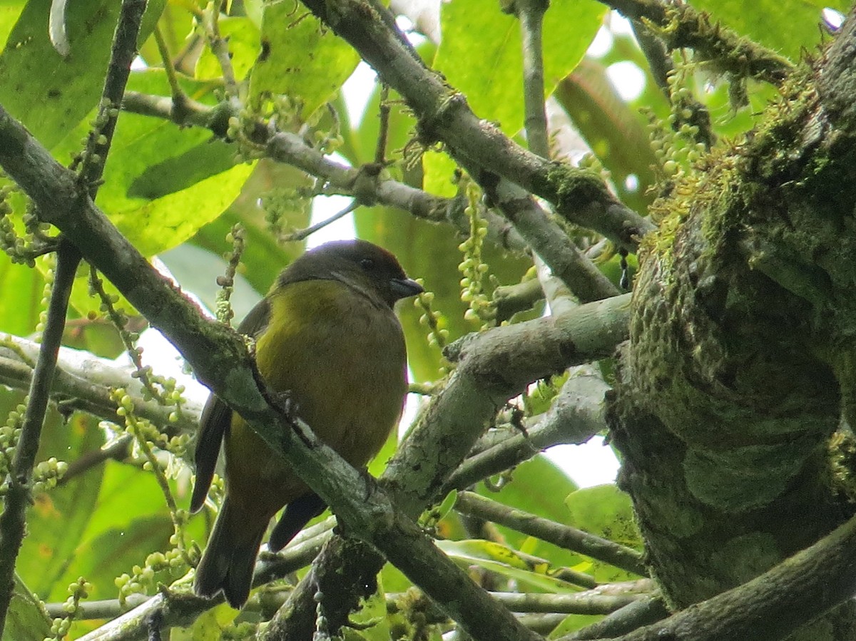 libohlásek zlatobřichý - ML644244042