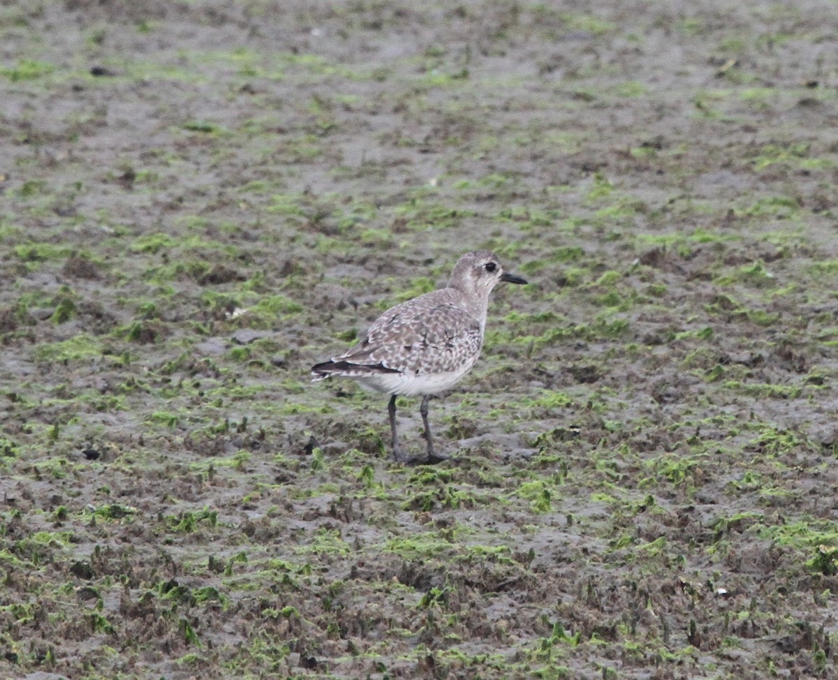 Black-bellied Plover - ML644244046
