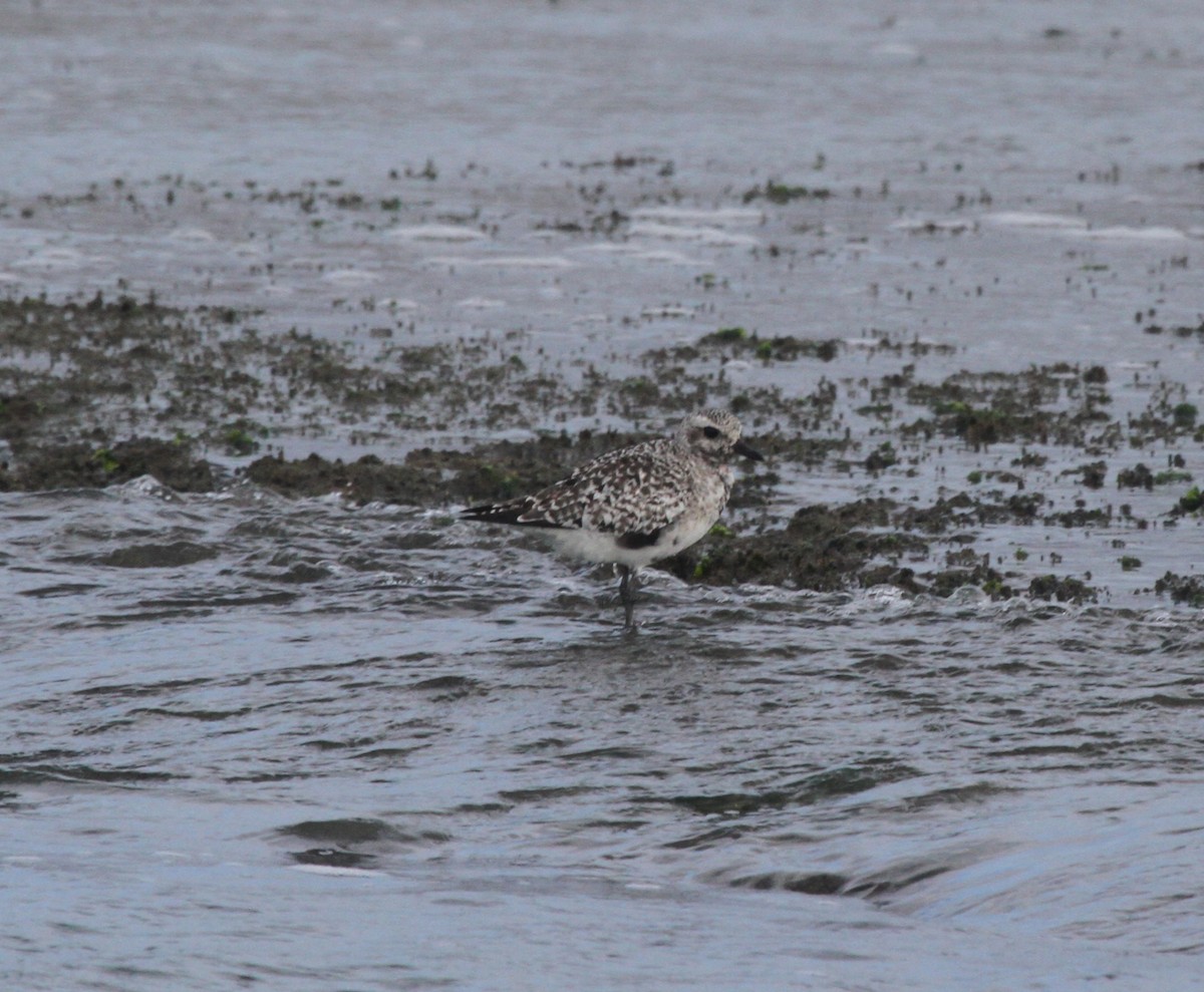 Black-bellied Plover - ML644244047